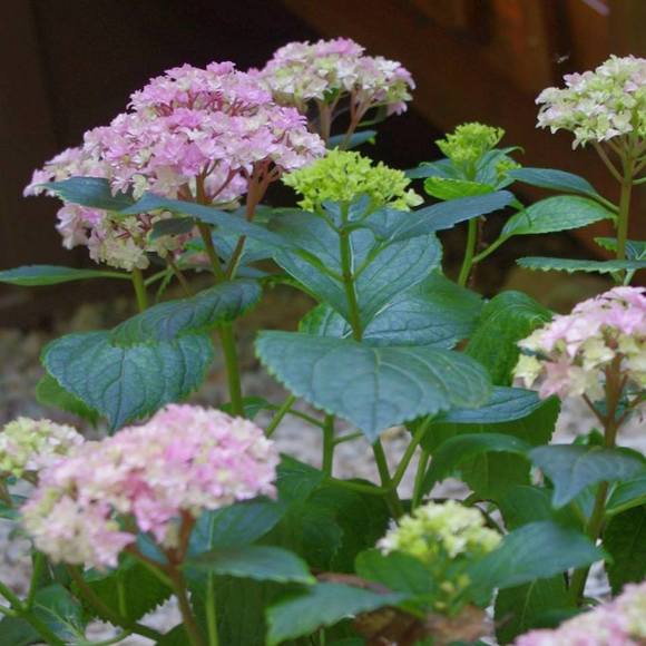 Meet your Posher, Sandy - Picture 1 of 1